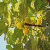 3 Yellow Long Neck Fig Tree Live Plant Starter Plugs - Ficus carica - Image 1