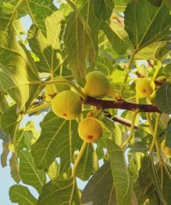 3 Yellow Long Neck Fig Tree Live Plant Starter Plugs - Ficus carica - Image 1