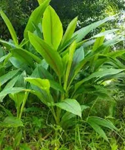 3 Yellow Turmeric Ginger Starter Plugs - Curcuma longa Live Plants - Image 3