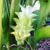 3 Yellow Turmeric Ginger Starter Plugs - Curcuma longa Live Plants - Image 1