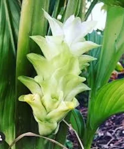 3 Yellow Turmeric Ginger Starter Plugs - Curcuma longa Live Plants - Image 1