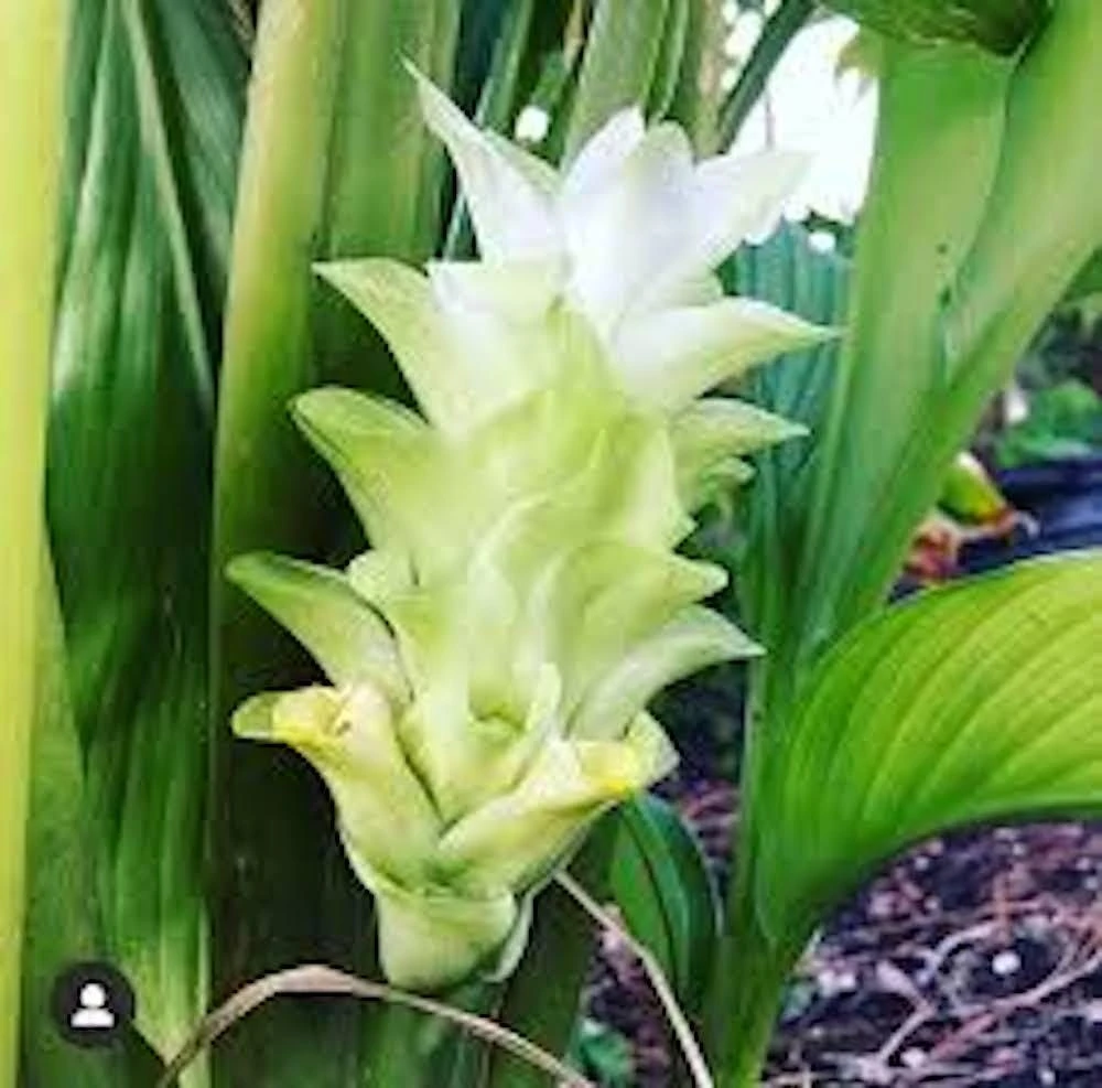 3 Yellow Turmeric Ginger Starter Plugs - Curcuma longa Live Plants - Image 1