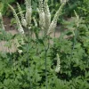 30 Black Cohosh Bare Root Plants - Actaea Racemosa Native Wildflower - Image 1