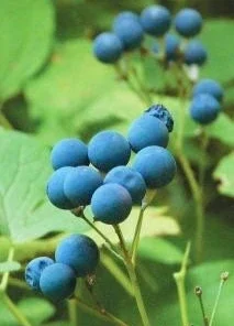 30 Blue Cohosh Plants Bare Root - Native Wildflower Perennial for Shade Gardens - Image 2