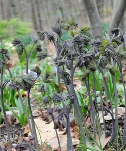 30 Blue Cohosh Plants Bare Root - Native Wildflower Perennial for Shade Gardens - Image 6