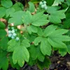 30 Blue Cohosh Plants Bare Root - Native Wildflower Perennial for Shade Gardens - Image 1