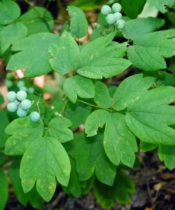 30 Blue Cohosh Plants Bare Root - Native Wildflower Perennial for Shade Gardens - Image 1