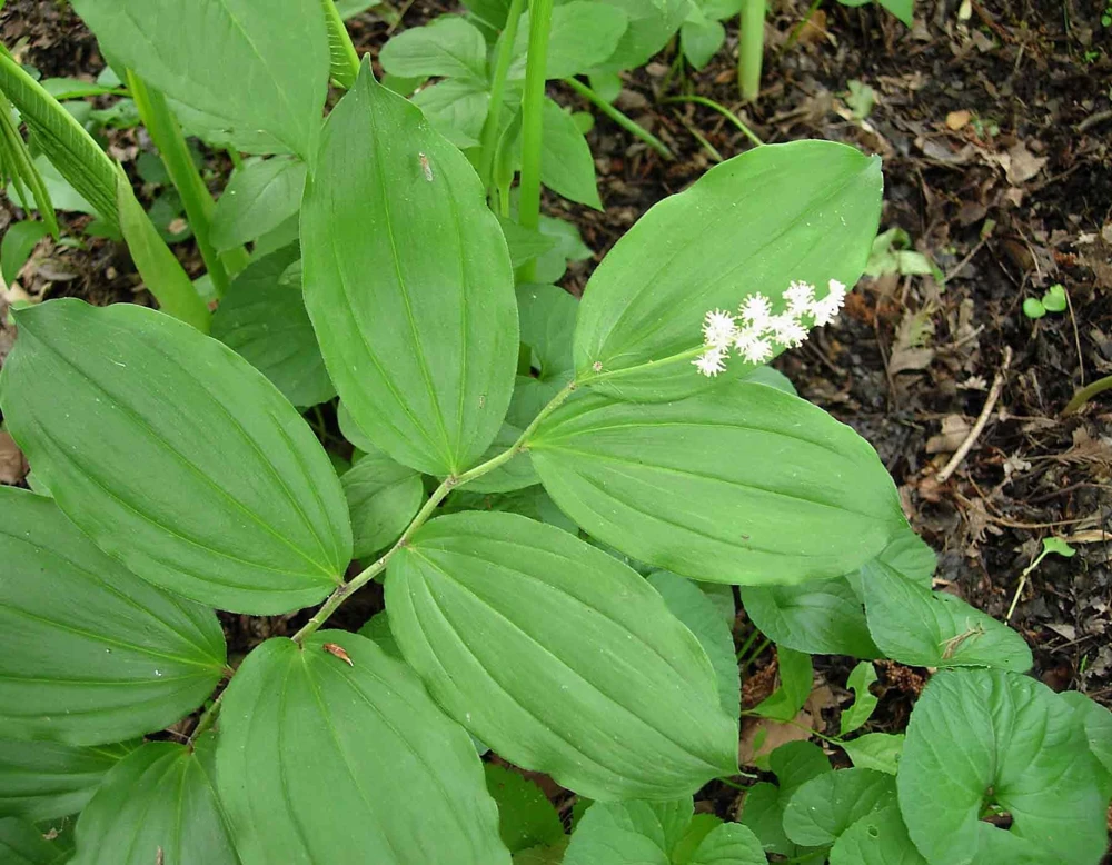 30 False Solomon's Seal Bare Root Plants - Maianthemum Racemosum - Image 1