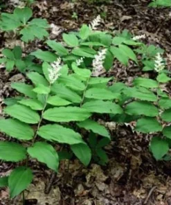 30 False Solomon's Seal Bare Root Plants - Maianthemum Racemosum - Image 2