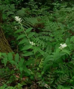 30 False Solomon's Seal Bare Root Plants - Maianthemum Racemosum - Image 6
