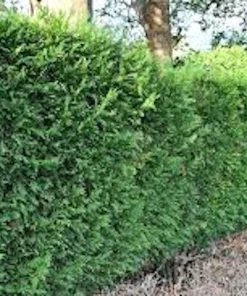 30 Murray Cypress Tree Seedlings - Live Evergreen Privacy Screen Plants - Image 5