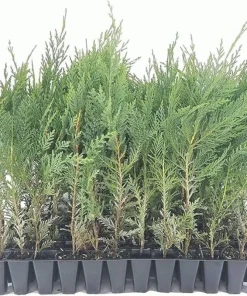 30 Murray Cypress Tree Seedlings - Live Evergreen Privacy Screen Plants - Image 1