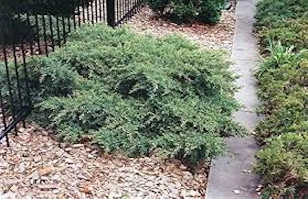 30 Nick's Compact Juniper Shrub Live Plant Starter Plugs - Evergreen - Image 2