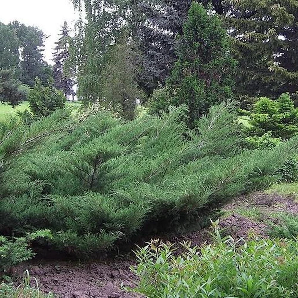 30 Nick's Compact Juniper Shrub Live Plant Starter Plugs - Evergreen - Image 3