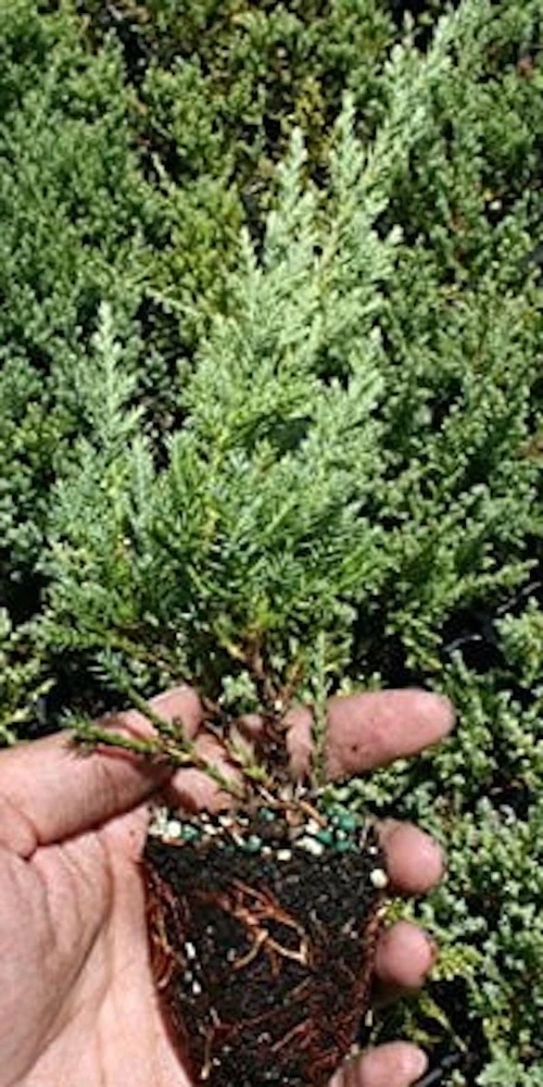 30 Nick's Compact Juniper Shrub Live Plant Starter Plugs - Evergreen - Image 4