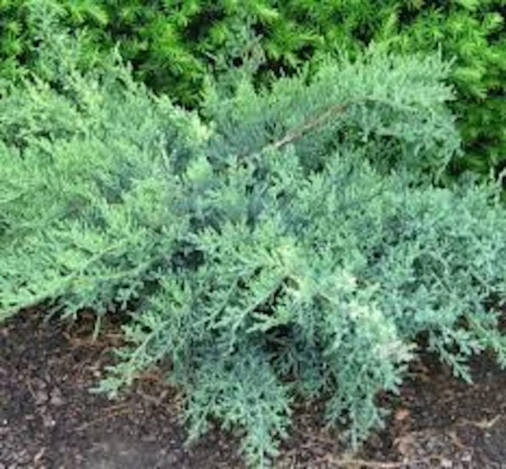 30 Nick's Compact Juniper Shrub Live Plant Starter Plugs - Evergreen - Image 5