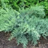 30 Nick's Compact Juniper Shrub Live Plant Starter Plugs - Evergreen - Image 1