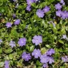 30 Periwinkle Live Plant Starter Plants - Evergreen Groundcover (Vinca minor) - Image 1