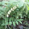 40 True Solomon's Seal Bare Root Plants - Polygonatum Biflorum Native Wildflower - Image 1