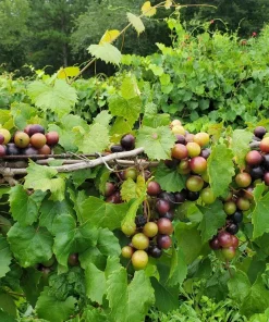 5 Alachua Muscadine Grape Starter Plugs - Vitis rotundifolia Live Plant - Image 2