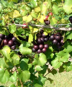 5 Alachua Muscadine Grape Starter Plugs - Vitis rotundifolia Live Plant - Image 4
