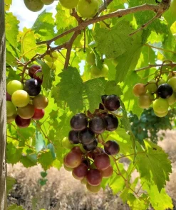 5 Alachua Muscadine Grape Starter Plugs - Vitis rotundifolia Live Plant - Image 5