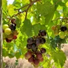 5 Alachua Muscadine Grape Starter Plugs - Vitis rotundifolia Live Plant - Image 1