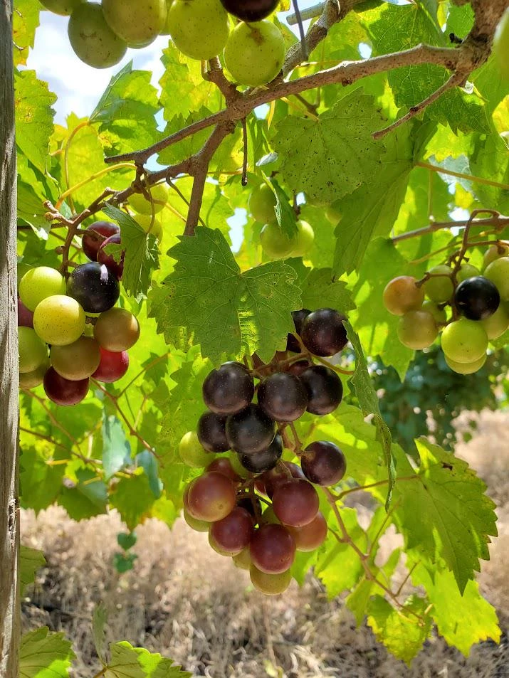 5 Alachua Muscadine Grape Starter Plugs - Vitis rotundifolia Live Plant - Image 1
