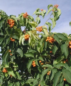 5 American Bittersweet Vine Live Plant Plugs (Celastrus scandens) - Quart Pot, 6-12 inches - Image 6