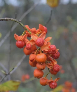 5 American Bittersweet Vine Live Plant Plugs (Celastrus scandens) - Quart Pot, 6-12 inches - Image 1
