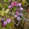 5 American Plum Tree Starter Plants 12-24" Tall Live Plant Quart Pot Prunus americana - Image 1
