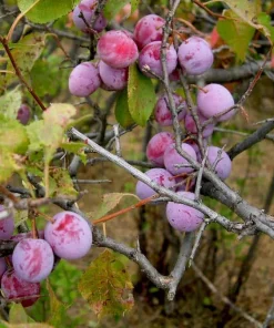 5 American Plum Tree Starter Plants 12-24