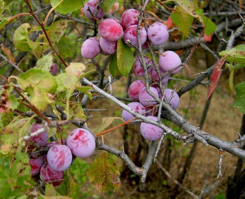 5 American Plum Tree Starter Plants 12-24" Tall Live Plant Quart Pot Prunus americana - Image 1