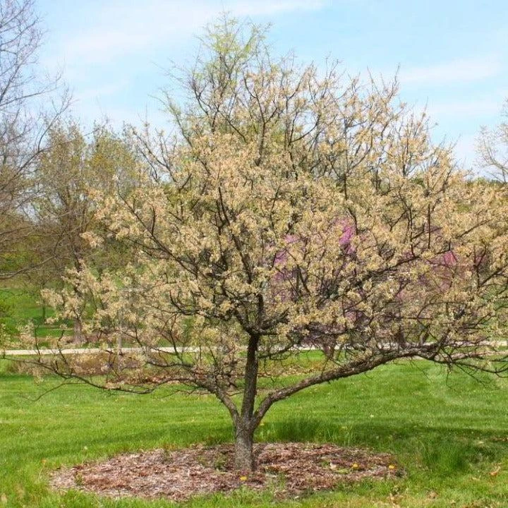5 American Plum Tree Starter Plants 12-24" Tall Live Plant Quart Pot Prunus americana - Image 2