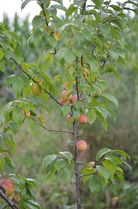 5 American Plum Tree Starter Plants 12-24" Tall Live Plant Quart Pot Prunus americana - Image 3