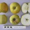 5 Antonovka Apple Edible Fruit Trees - Live Plants, Zones 3-8, Moderate Growth - Image 1