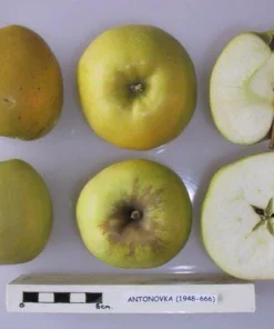 5 Antonovka Apple Edible Fruit Trees - Live Plants, Zones 3-8, Moderate Growth - Image 1