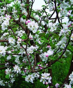 5 Antonovka Apple Edible Fruit Trees - Live Plants, Zones 3-8, Moderate Growth - Image 3