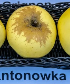 5 Antonovka Apple Edible Fruit Trees - Live Plants, Zones 3-8, Moderate Growth - Image 5