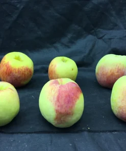 5 Antonovka Apple Edible Fruit Trees - Live Plants, Zones 3-8, Moderate Growth - Image 6