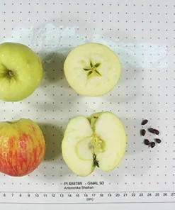 5 Antonovka Apple Edible Fruit Trees - Live Plants, Zones 3-8, Moderate Growth - Image 7