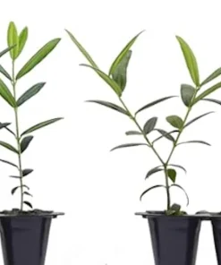 5 Azadi Pomegranate Live Plant - Soft-Seeded Fruit Starter, USDA Zones 8-11 - Image 3