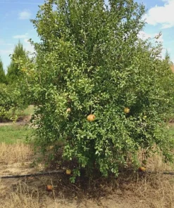 5 Azadi Pomegranate Live Plant - Soft-Seeded Fruit Starter, USDA Zones 8-11 - Image 4