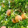 5 Azadi Pomegranate Live Plant - Soft-Seeded Fruit Starter, USDA Zones 8-11 - Image 1