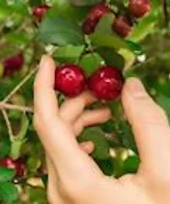 5 Barbados Cherry Tree Malpighia Emarginata Live Starter Plants Fruit Tree - Image 5