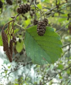 5 Black Alder Tree 12-24 inch Bare Root Live Plant Alnus glutinosa - Image 5