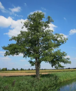 5 Black Alder Tree 12-24 inch Bare Root Live Plant Alnus glutinosa - Image 6