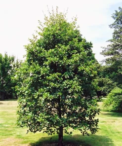 5 Black Alder Tree 12-24 inch Bare Root Live Plant Alnus glutinosa - Image 8