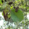 5 Black Alder Tree 12-24 inch Bare Root Live Plant Alnus glutinosa - Image 1