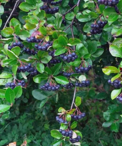 5 Black Chokeberry Shrubs 6-12